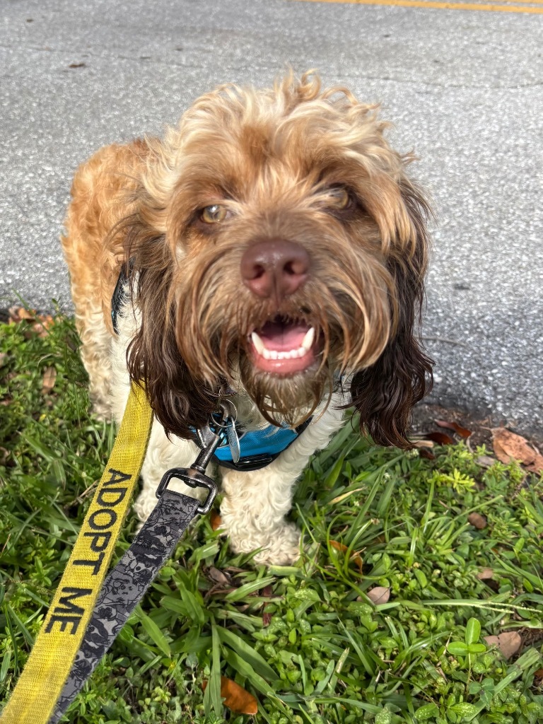 Bob Ross, an adoptable Cockapoo in Fort Lauderdale, FL, 33304 | Photo Image 1