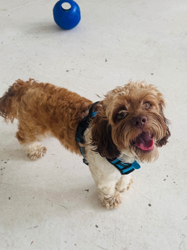 Bob Ross, an adoptable Cockapoo in Fort Lauderdale, FL, 33304 | Photo Image 3