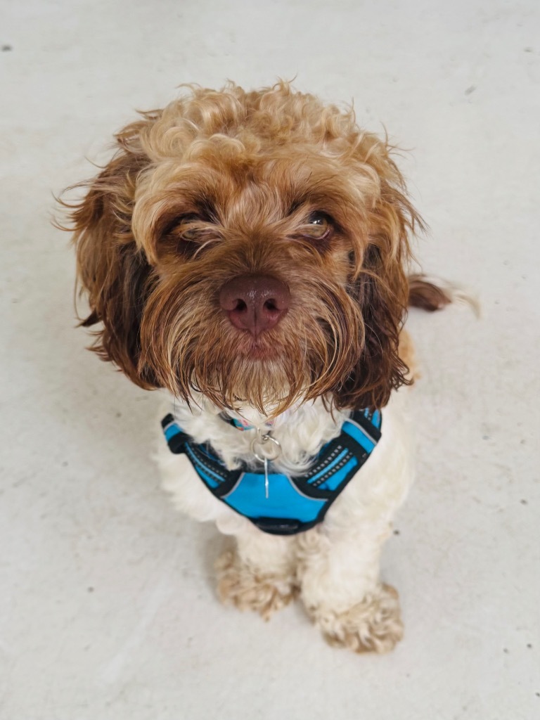 Bob Ross, an adoptable Cockapoo in Fort Lauderdale, FL, 33304 | Photo Image 4