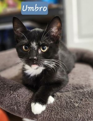 Umbro, Young Male Domestic Short Hair