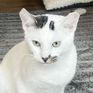Meet the dazzling Corona Just as this little guys name suggests he has the confidence of a crowne