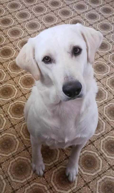 Piper (Valley)