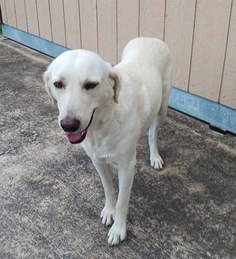 Piper (Valley)