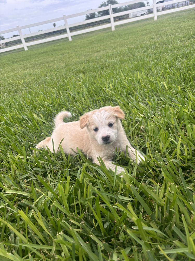 Sweet Pea (Valley)