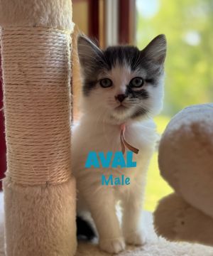 Aval, Baby Male unknown