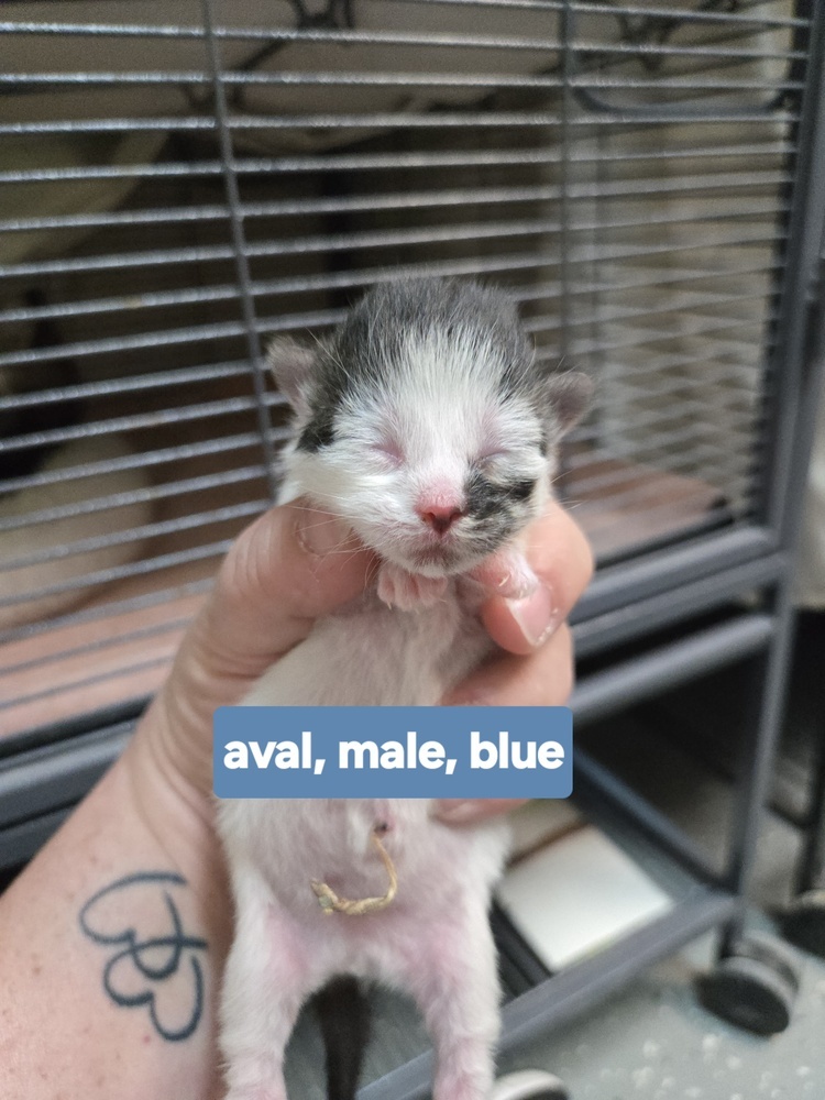 Aval