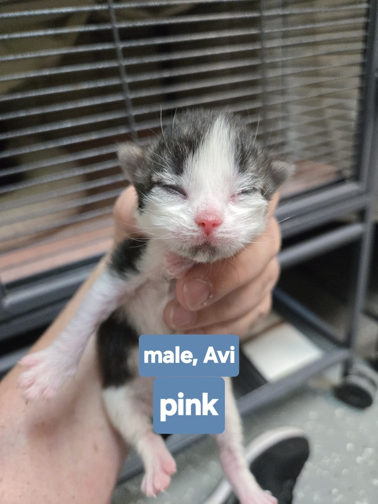 Avi