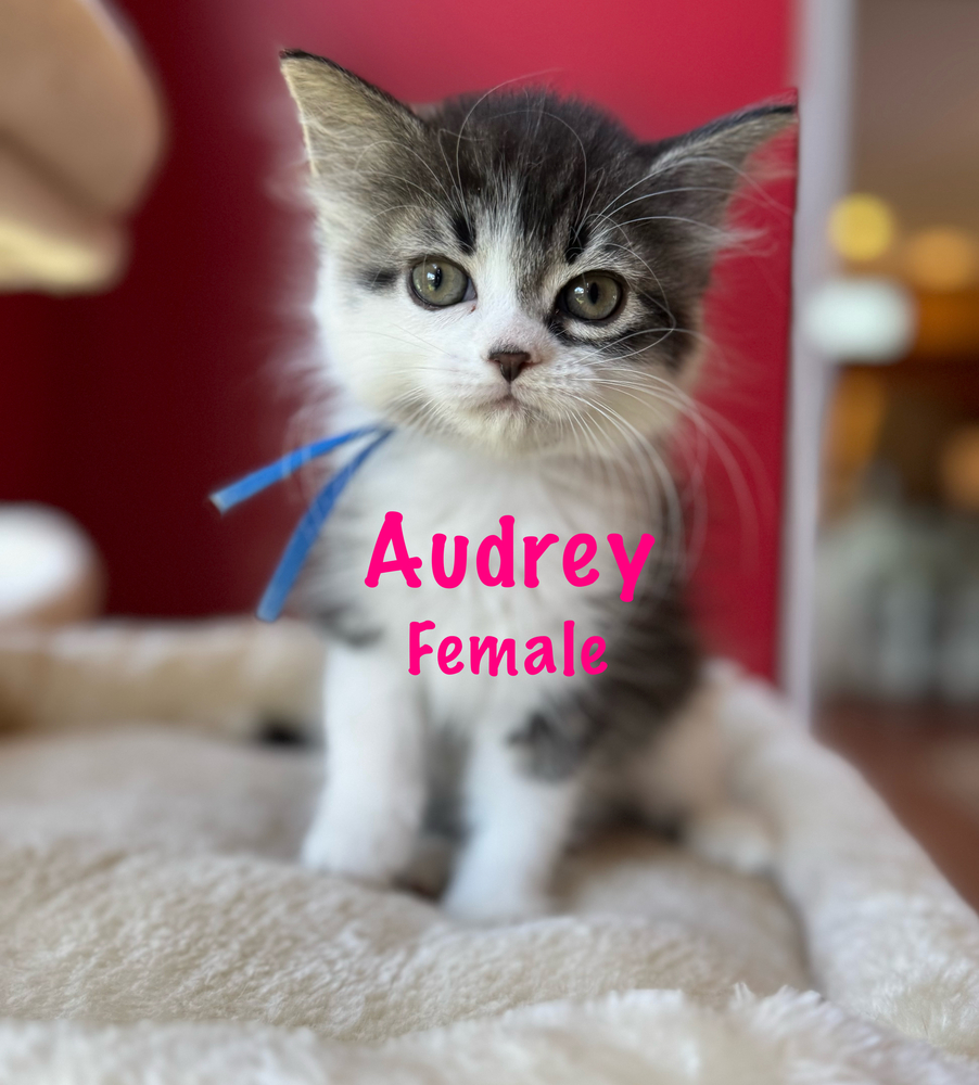 Audrey