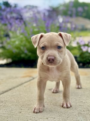 Pac (blue), Baby Male Mixed Breed
