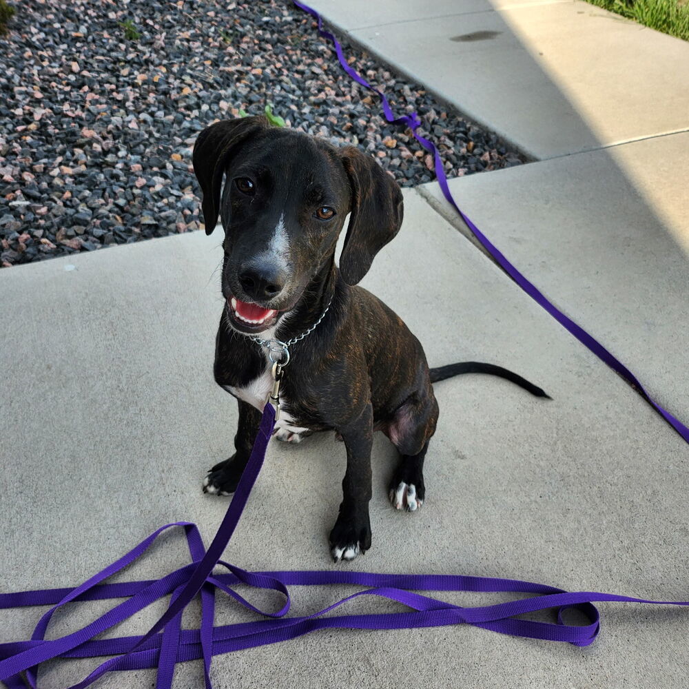 Goose (Junior)