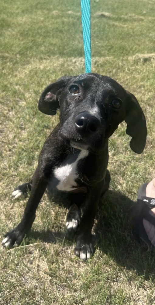 Goose (Junior)
