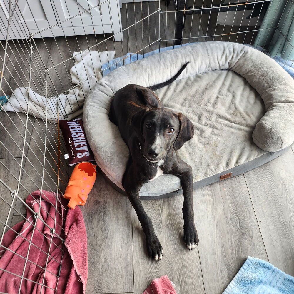 Goose (Junior)