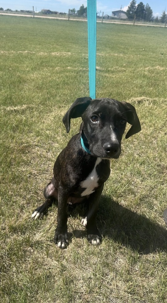 Goose (Junior)