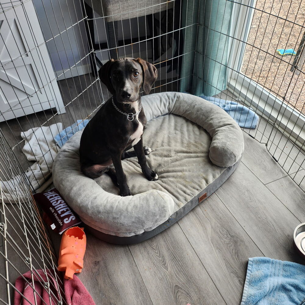 Goose (Junior)