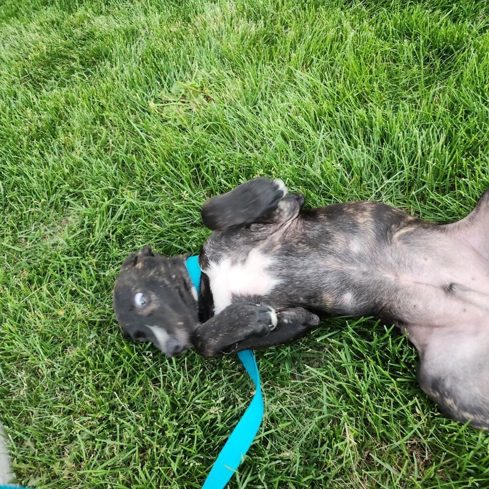 Goose (Junior)
