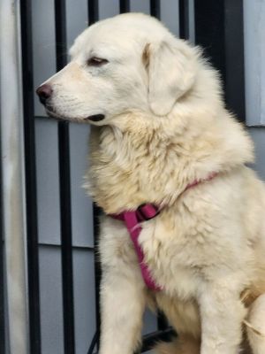 Butterscotch, Young Female Great Pyrenees