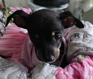 Puppy Charlie - Girl - Las Vegas Dachshund Dog