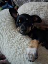 Puppy Charlie - Girl - Las Vegas photo 2