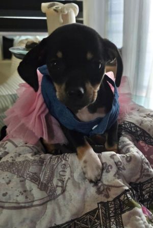 Momma Penny had six daring puppies 2 boys and 4 girls Ive included a photo of Mom Have no idea