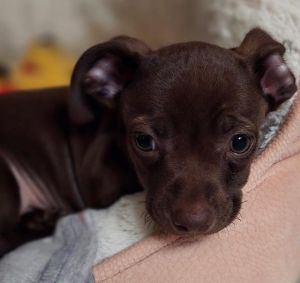 Puppy Goose - Boy - Las Vegas Dachshund Dog