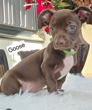 Puppy Goose - Boy - Las Vegas Dachshund Dog