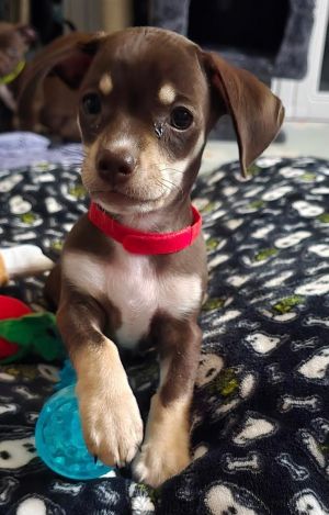 Puppy Esme - Girl - Las Vegas Dachshund Dog