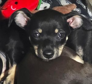 Momma Penny had six daring puppies 2 boys and 4 girls Ive included a photo of Mom Have no idea