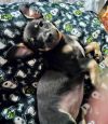 Puppy Trouble - Girl - Las Vegas photo 2