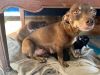 Puppy Trouble - Girl - Las Vegas photo 3