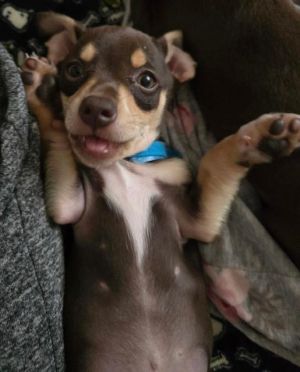 Momma Penny had six daring puppies 2 boys and 4 girls Ive included a photo of Mom Have no idea