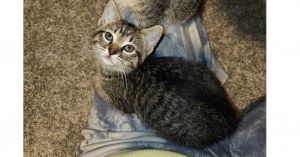 Umi 25&#39;, Baby Female American Shorthair