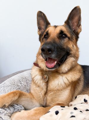 Roo German Shepherd Dog Dog
