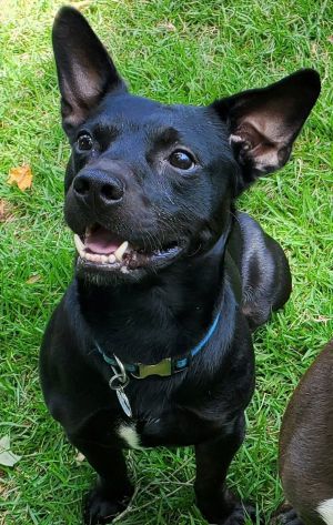 Shorty *FOSTER NEEDED TOO! Patterdale Terrier / Fell Terrier Dog
