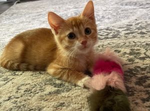 Cecilia, Baby Female Domestic Short Hair