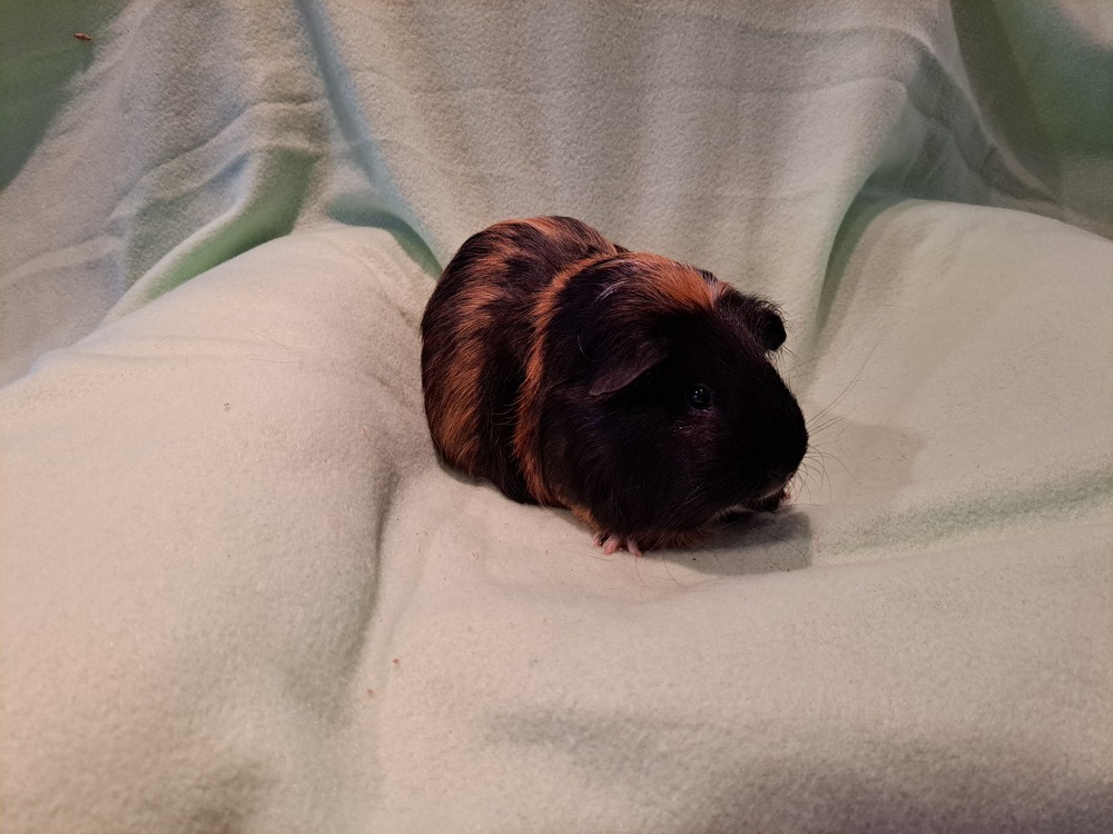 Nacho and Cheeto