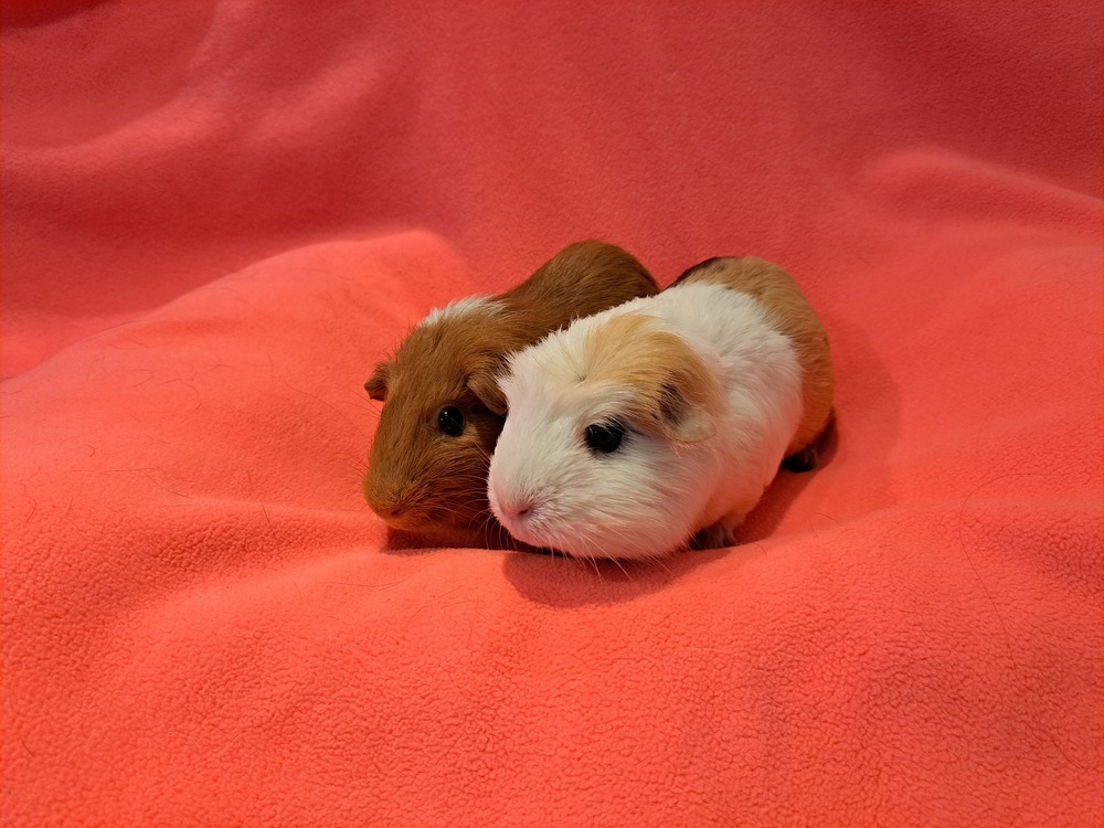 Ginny and Molly