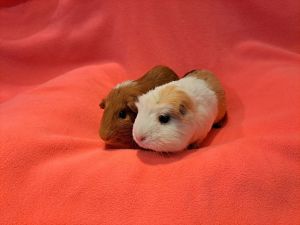 Ginny and Molly, Senior Female Guinea Pig
