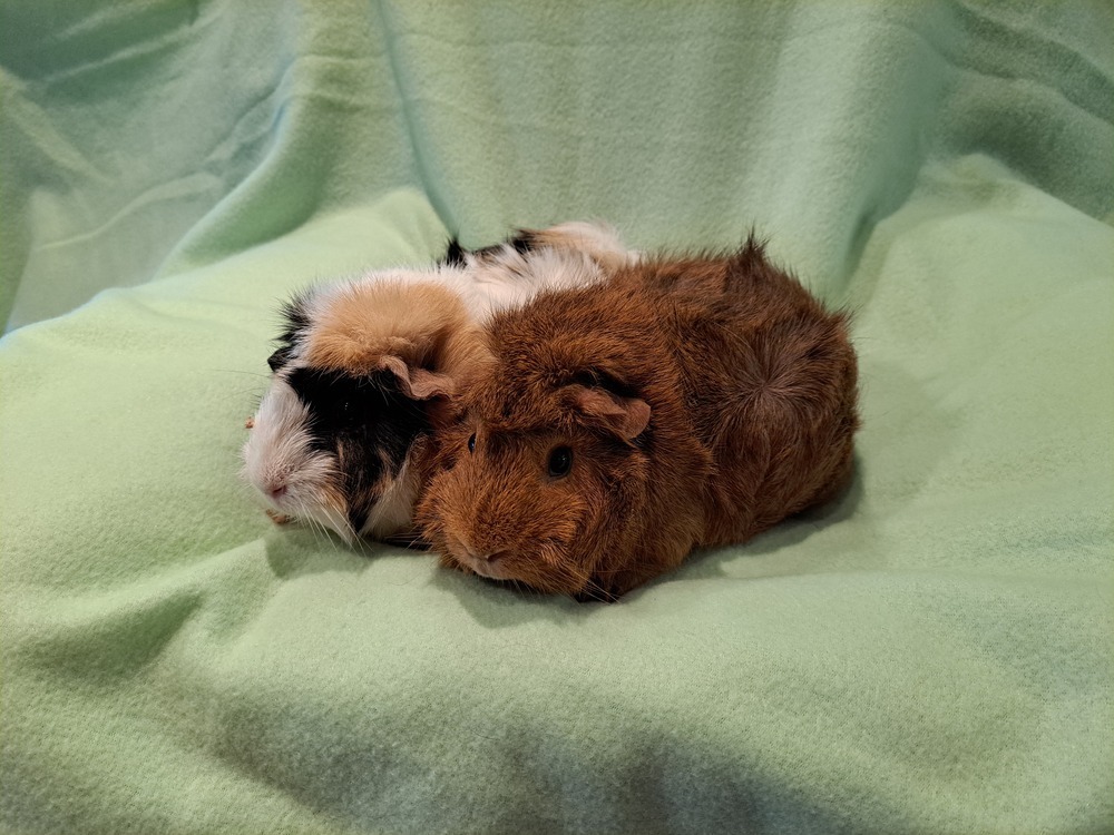 Big Fudge and Bertha