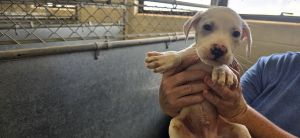84104, Baby Male American Staffordshire Terrier