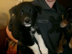 84109, Baby Male Dog