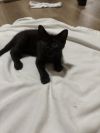Mordecai photo 1