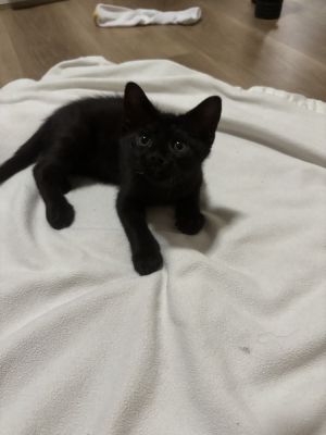 Mordecai, Baby Male unknown
