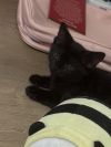Mordecai photo 2