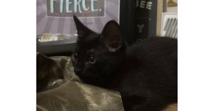Rigby, Baby Male unknown
