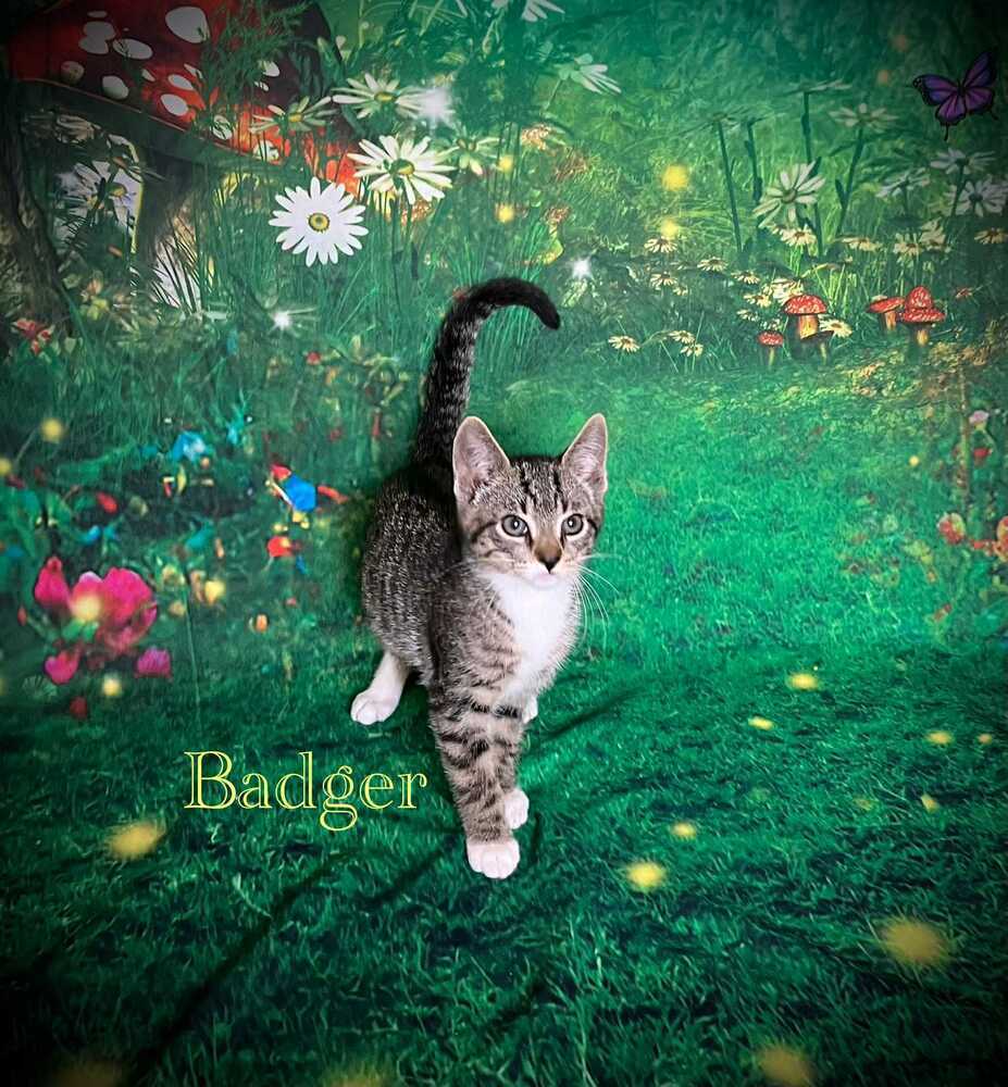 Badger
