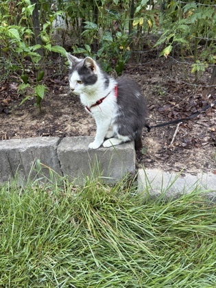 Bonnie Cat