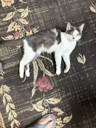 Bonnie Cat