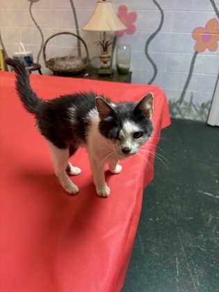 Bonnie Cat