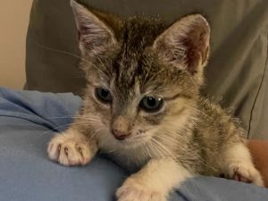 Mike, Baby Male Tabby