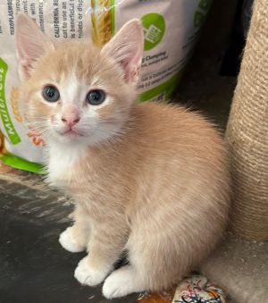 Boxcar Domestic Short Hair Cat